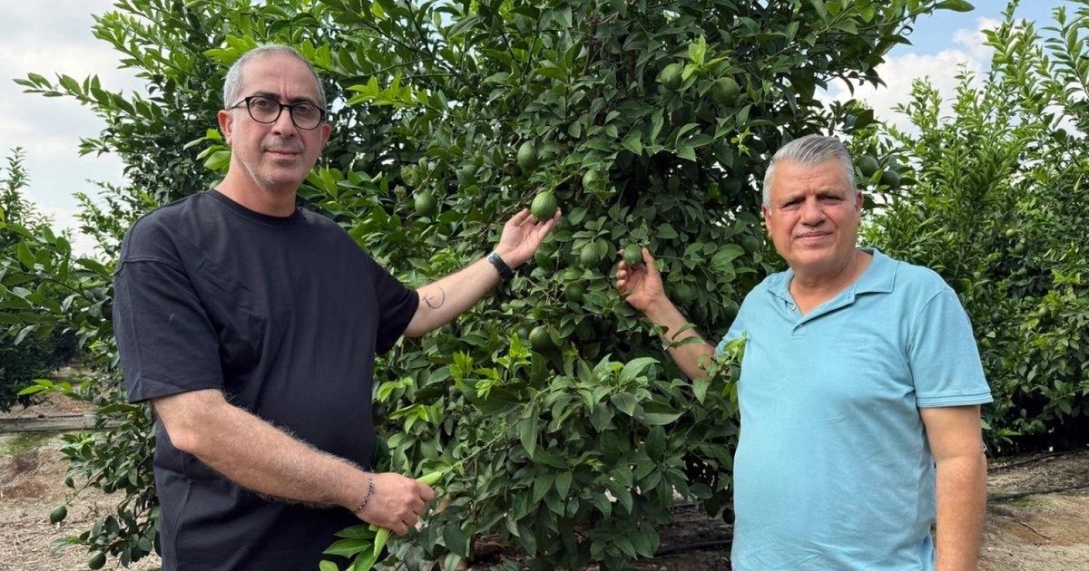 Lemon Left on the Tree Despite 10 Lira Cost