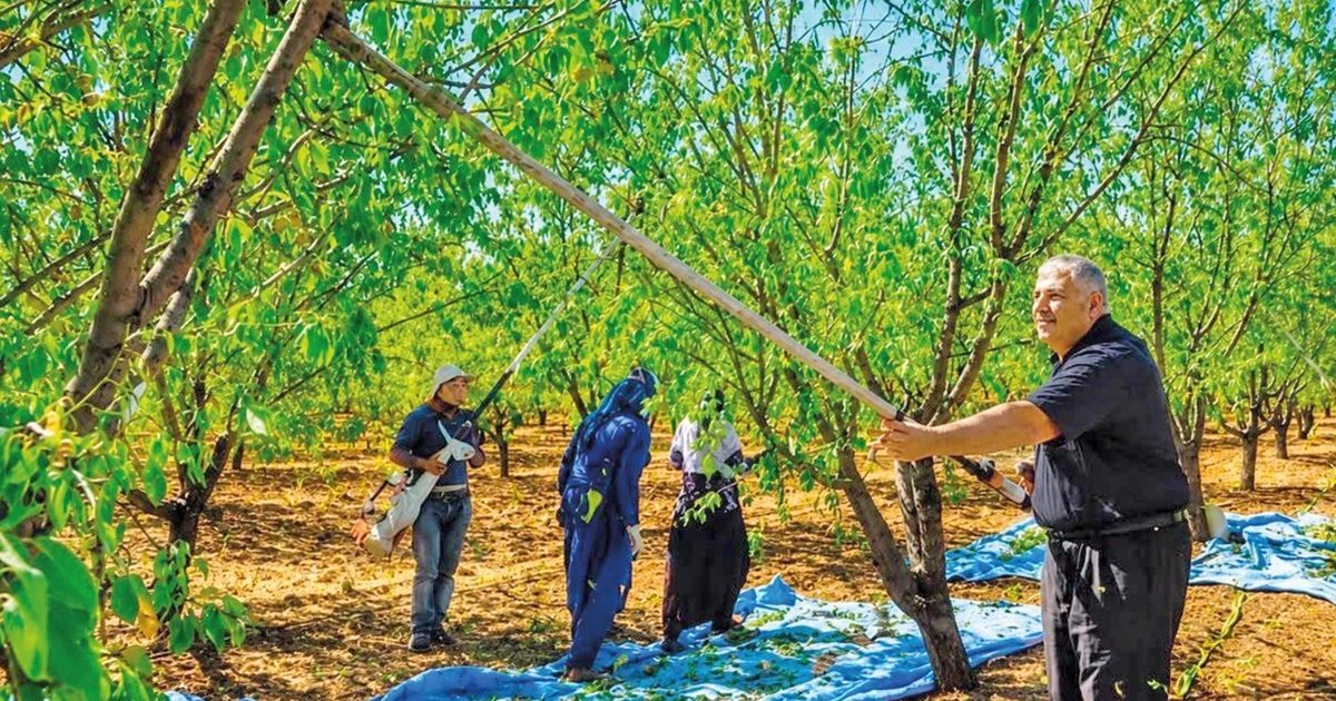 Adıyaman Almond Producers Demand Price Guarantees