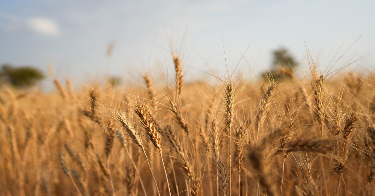 TÜRİB Launches Agricultural Futures Market