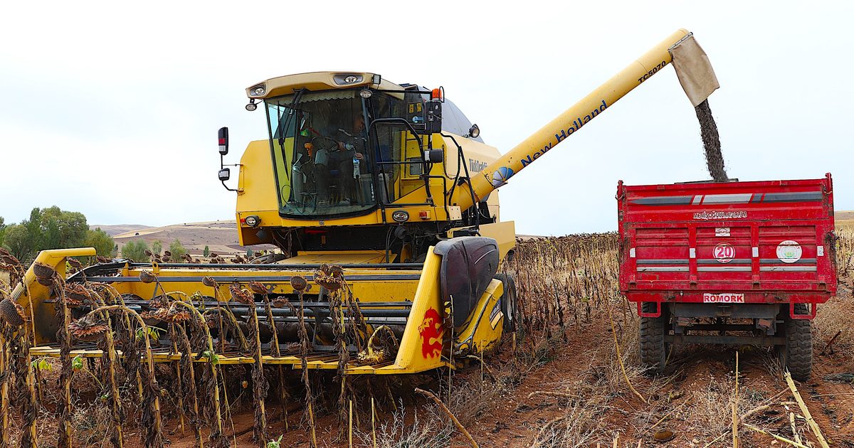 KARADENİZBİRLİK Yeni Sezonda Ayçiçeği Alımlarına Başladı