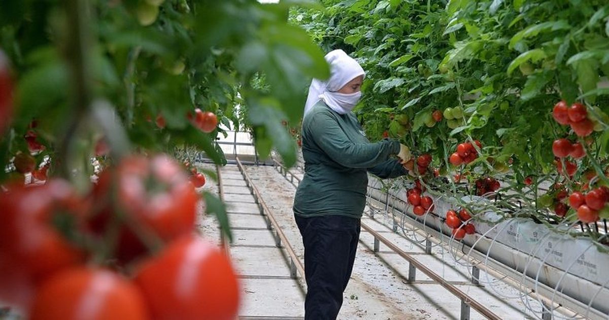Tarımsal Girdi Maliyetleri Üretici Fiyatlarının Üzerinde Seyrediyor