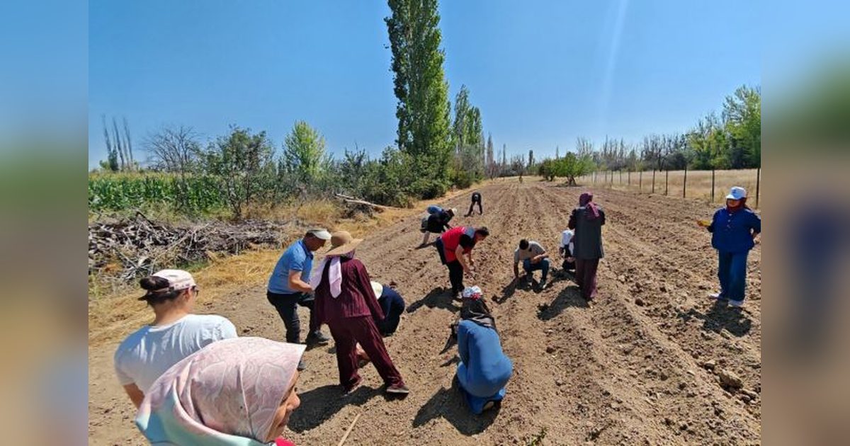 Konya Çumra'da Alternatif Ürün Olarak Safran Ekildi