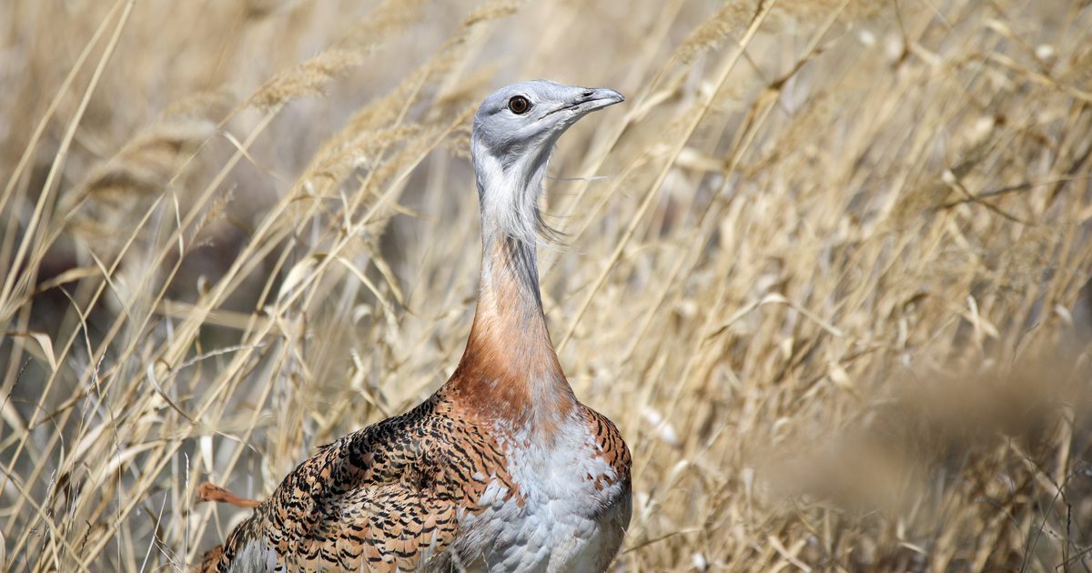 Great Bustard Population Under Protection with IPARD Support