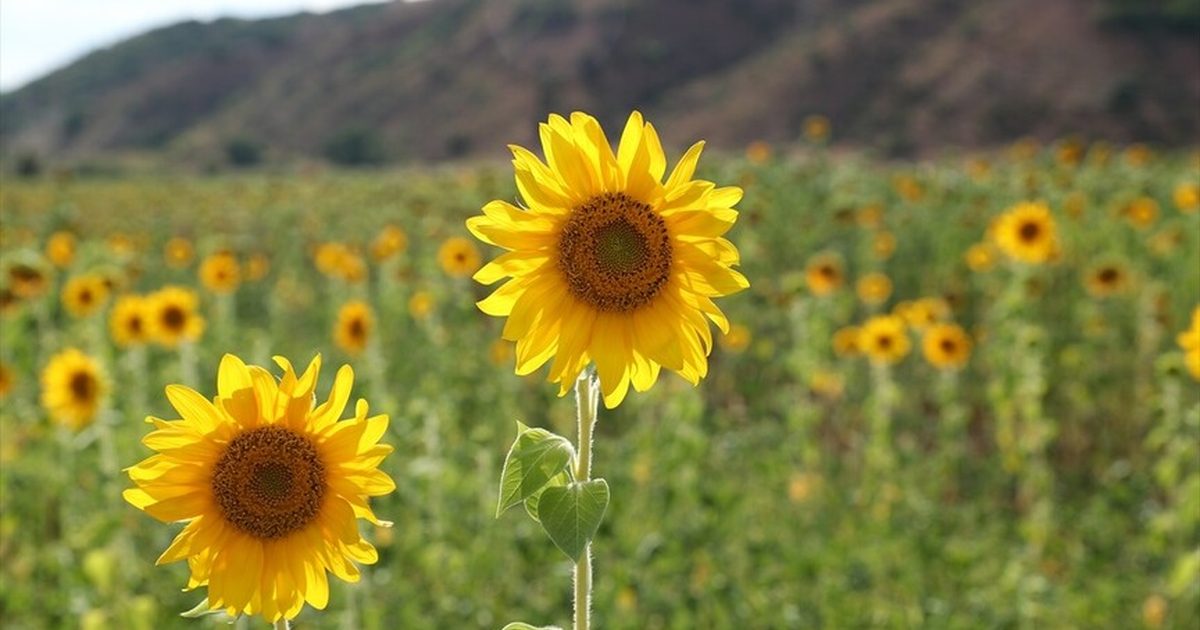 Erzincan'da Ayçiçeği Ekim Alanları Yüzde 50 Arttı
