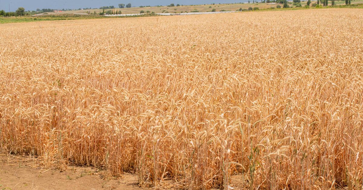 FAO Reports Rise in Global Food Prices