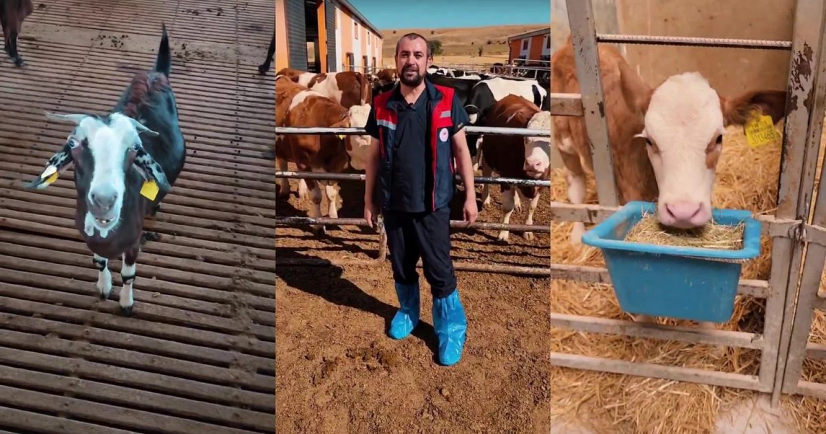 Afyonkarahisar'da 2026 Yılı Hayvancılık Destek Başvuruları Başladı