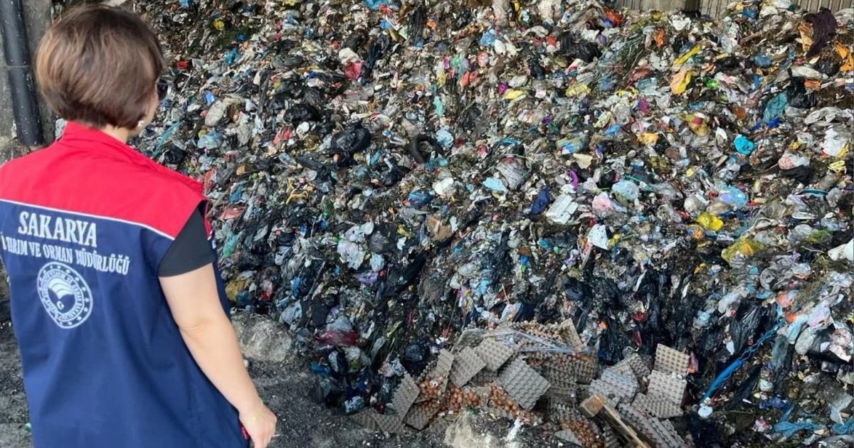 Sakarya'da Hatalı Kodlanan 59 Bin Yumurta İmha Edildi