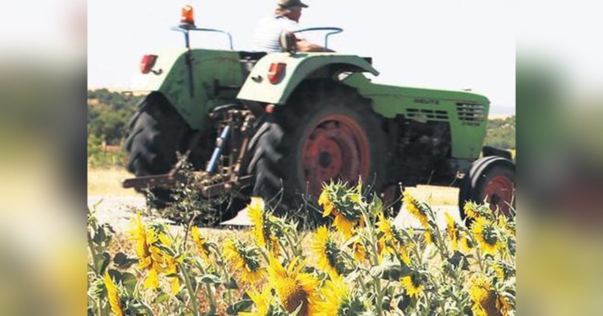 Trakya'da Yağışlar Ayçiçeğinde Verim Beklentisini Artırdı