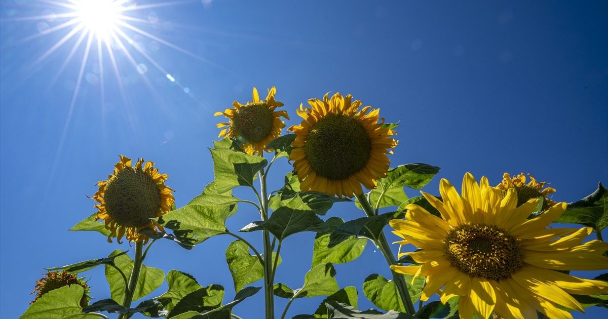 Erzurum Increases its Share in Turkey's Sunflower Production to 11%