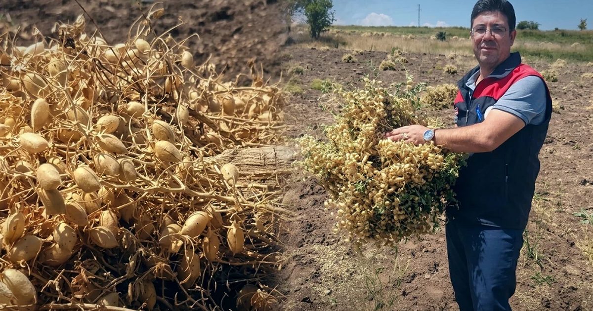 Fuzzy Chickpea Harvest Begins in Ağın with Subsidized Seeds