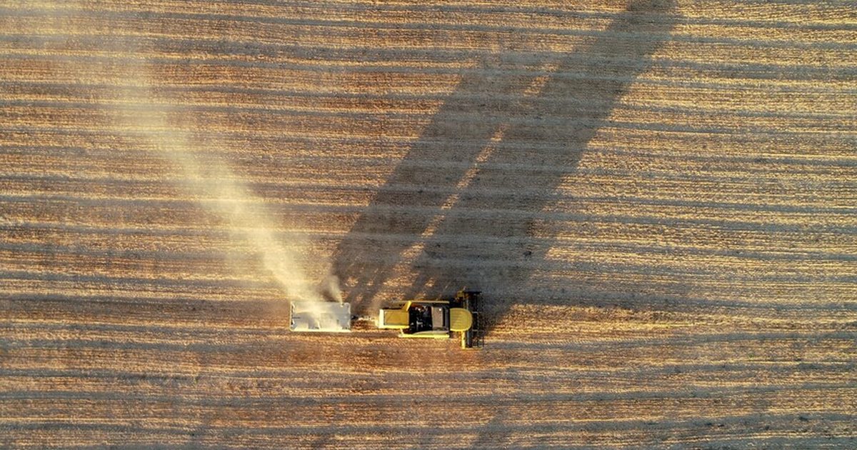 Barley Production in Turkey Expected to Reach 9 Million Tons