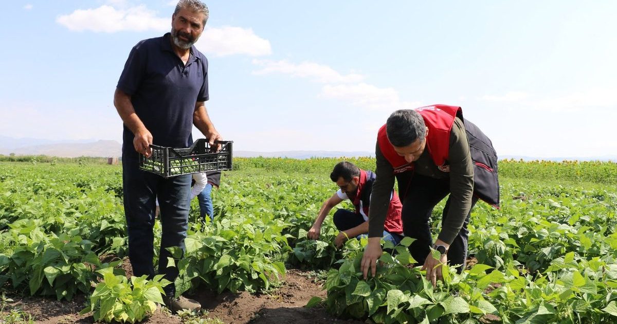 Ağrı'da Üretici Tarladan Doğrudan Satış Modeli Kurdu