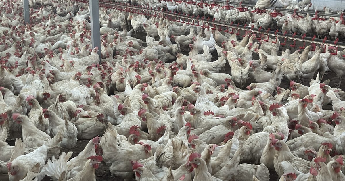 AB Brezilya'da Antibiyotik ve Kanatlı Denetimine Başlıyor