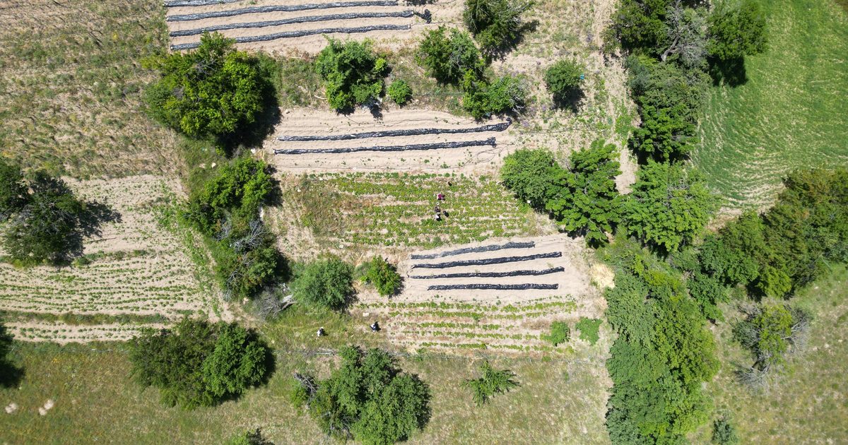 Orman Köylüsüne 3,3 Milyar Liralık Destek Paketi