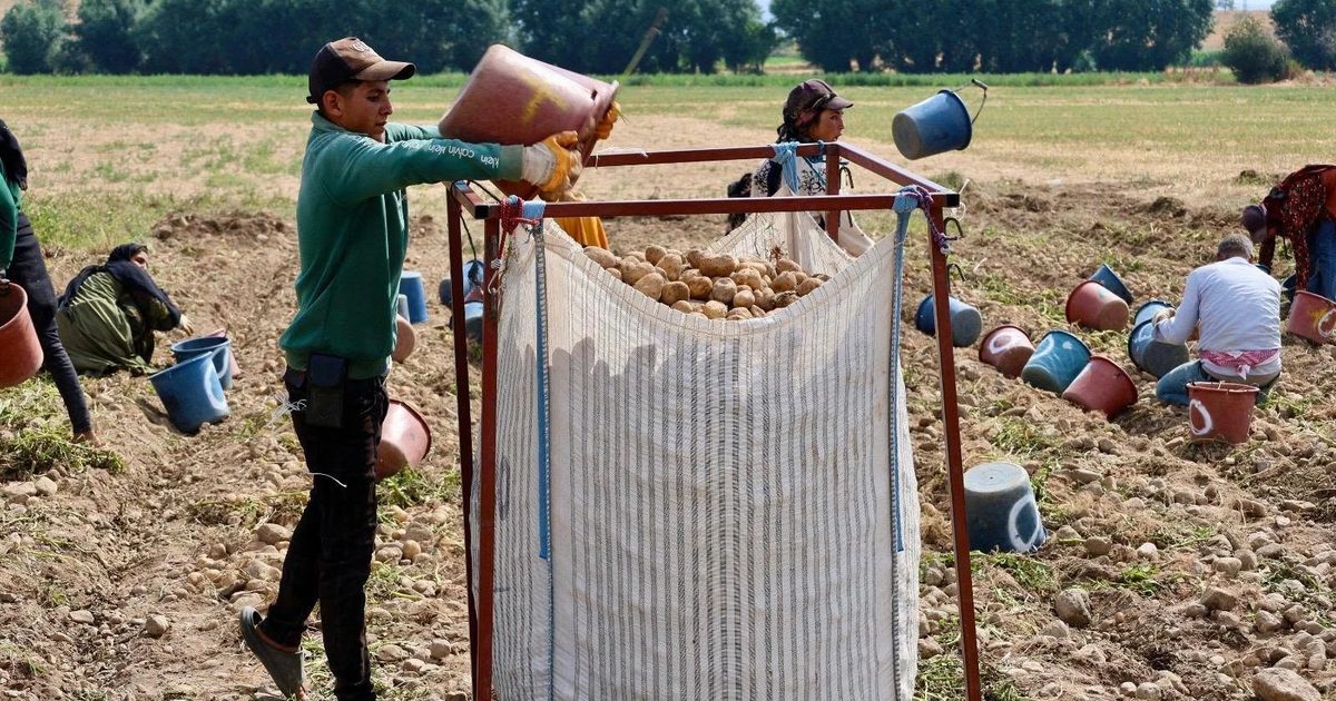Potato Prices in Russia Remain High Despite Harvest Season