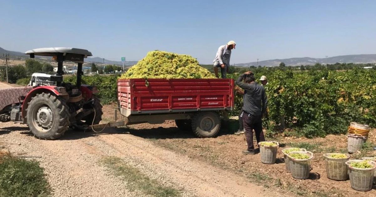 Yaş Üzüm Fiyatı Düşünce Üretici Kurutmaya Yöneldi