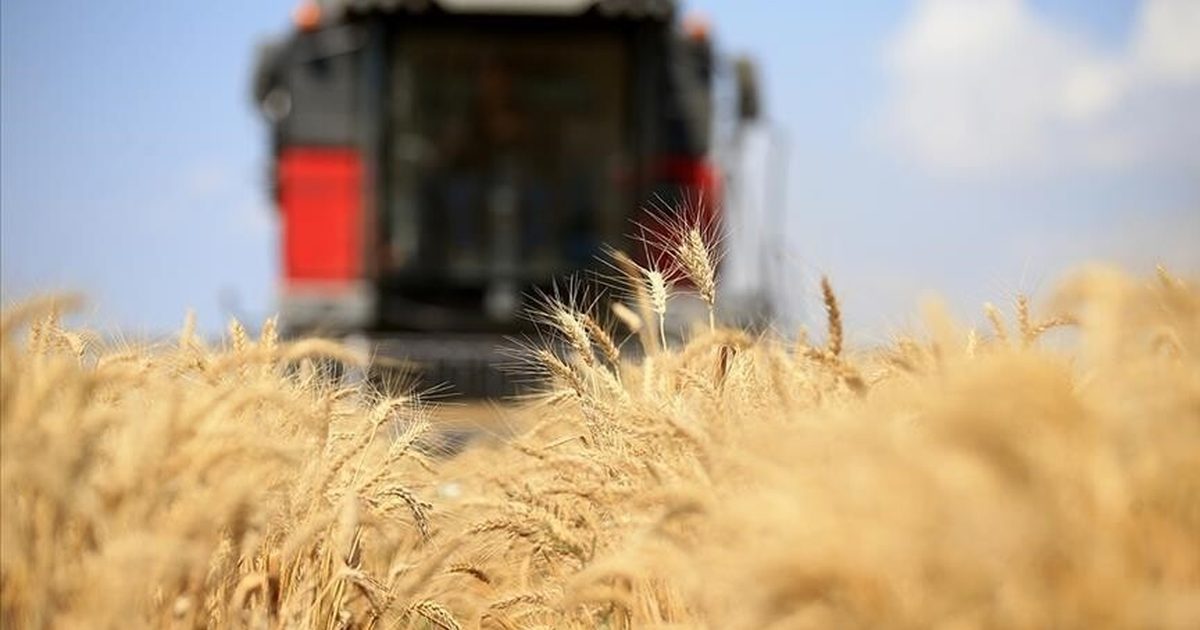 Küresel Gıda Fiyat Endeksi Temmuzda Zirveye Tırmandı