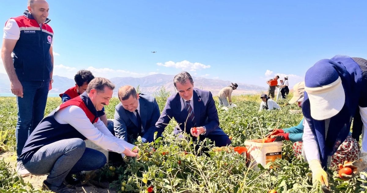 Tatvan'da Yerli Tohumla Salçalık Domates Hasadı Başladı