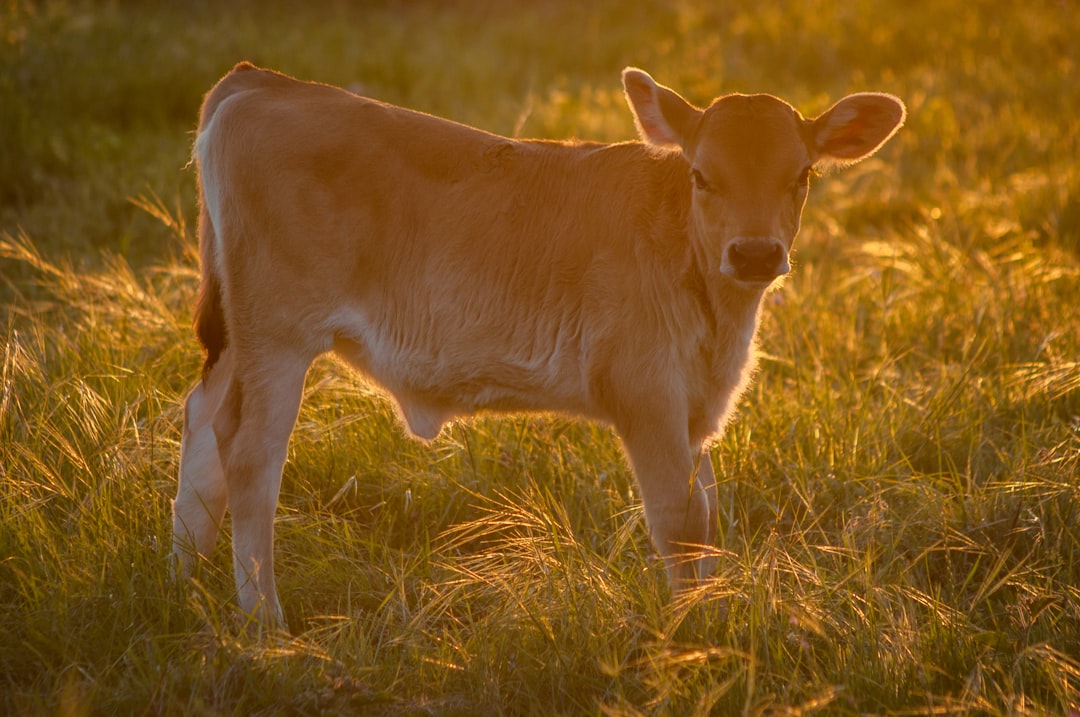 Ministry Detects Equine Meat in Sucuk and Meat Products