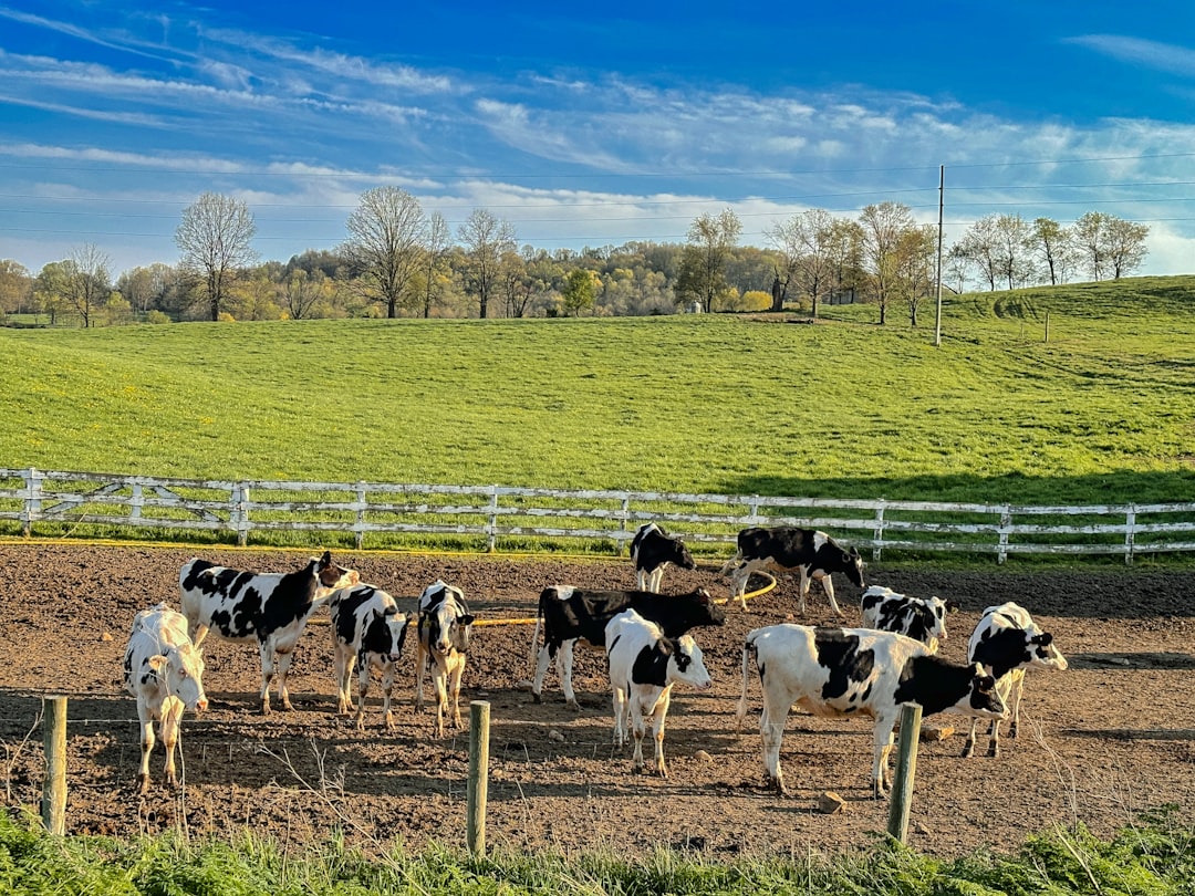 Pregnant Heifers Distributed in Biga Inspected in the Field