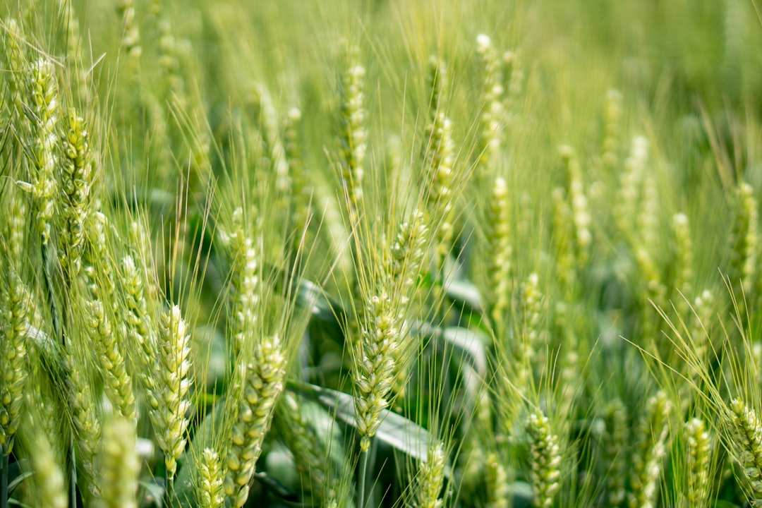 Comprehensive Inspection of Agricultural Pesticide Dealers in Beyşehir