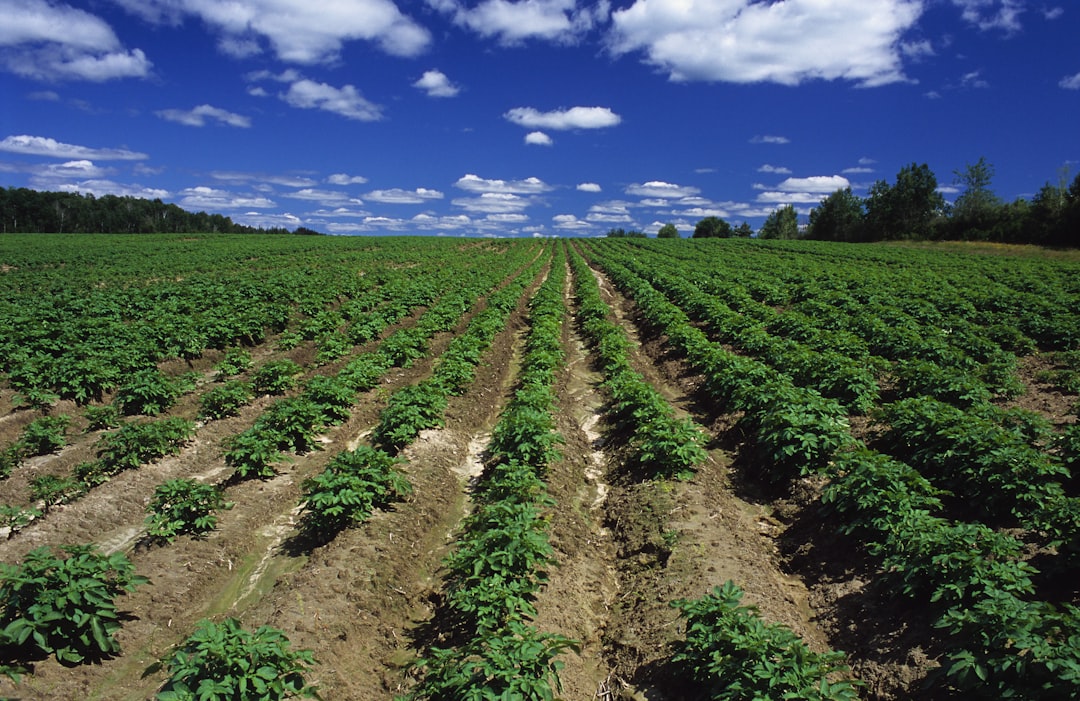 Idle Agricultural Lands in Alanya Reopened for Production