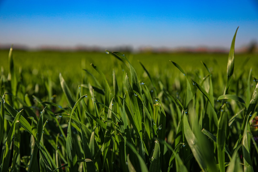 Increased Rainfall Creates High Cereal Yield Expectations