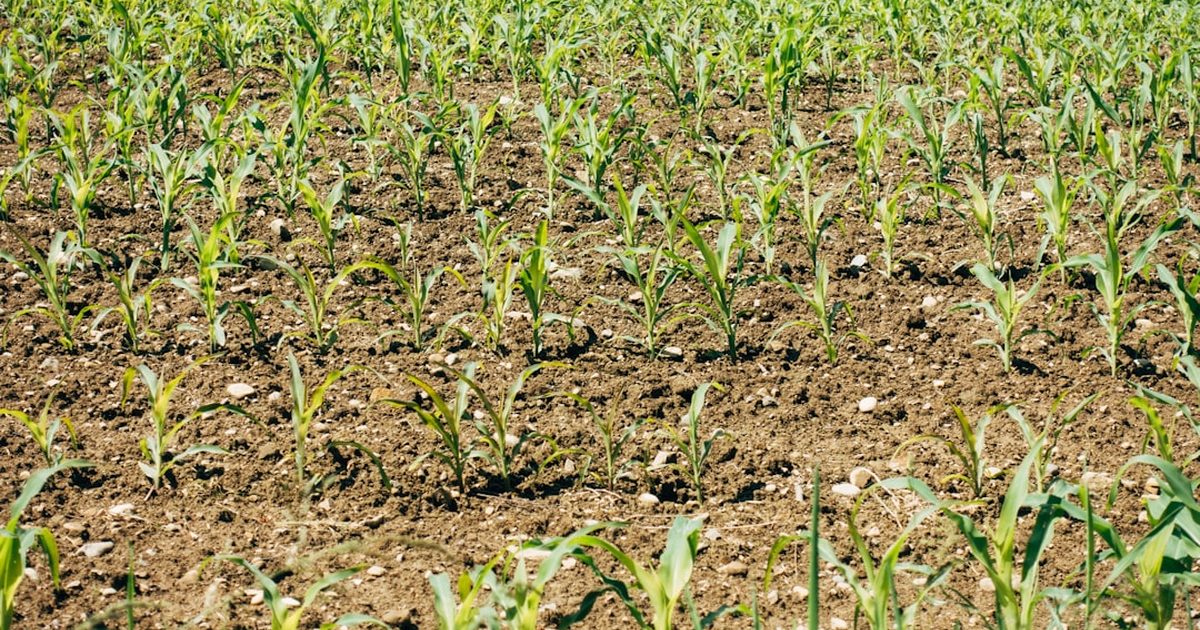 The Whisper of the Soil: Regenerative Agriculture and the Future of Food Security