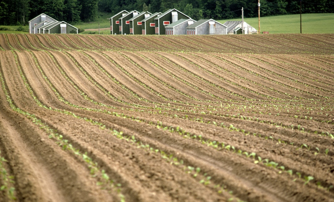 67.8 Million Lira in Support Transferred to Farmers' Accounts