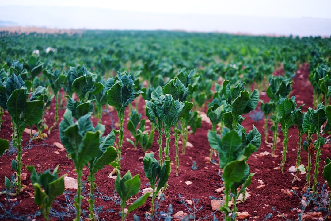 The Soil's New Equation: The Fine Line Between Natural Gas, Nitrogen, and Bread