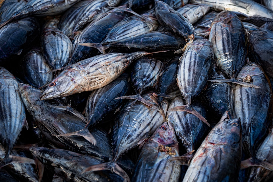 Fishing Ban Lifted in Seas, Fishermen Set Sail