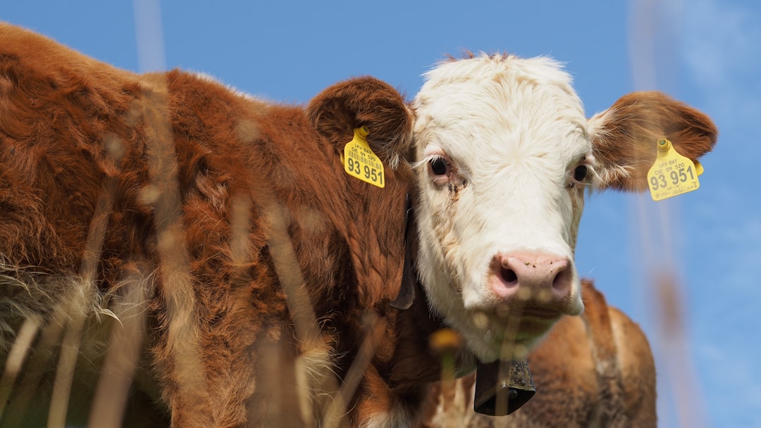 Breeding Animal Tender Launched for Producers in Ordu