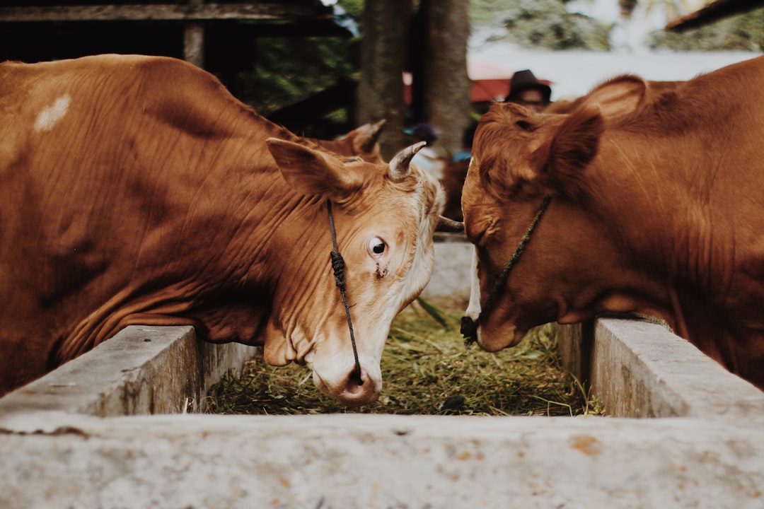 Procurement of 480 Karayaka Breeding Animals Begins in Ordu